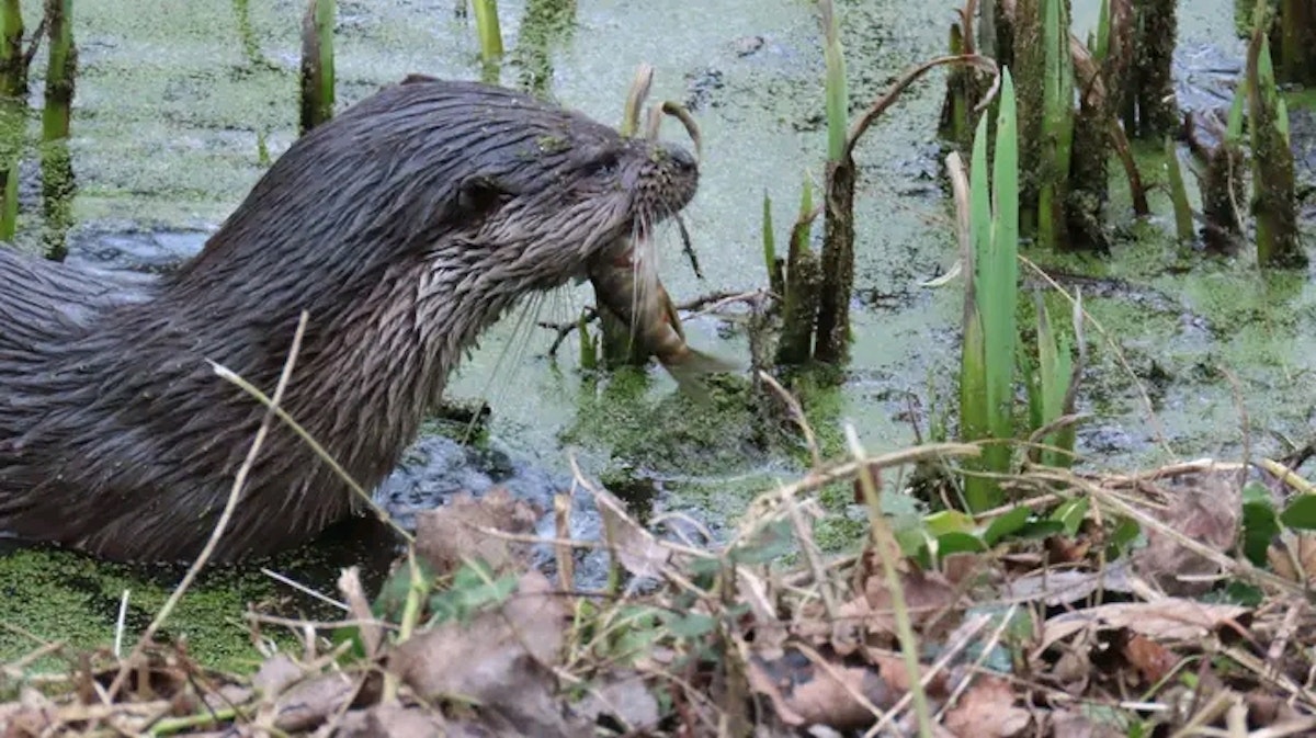 An otter captured at Holywells Park Nature Reserve in Ipswich